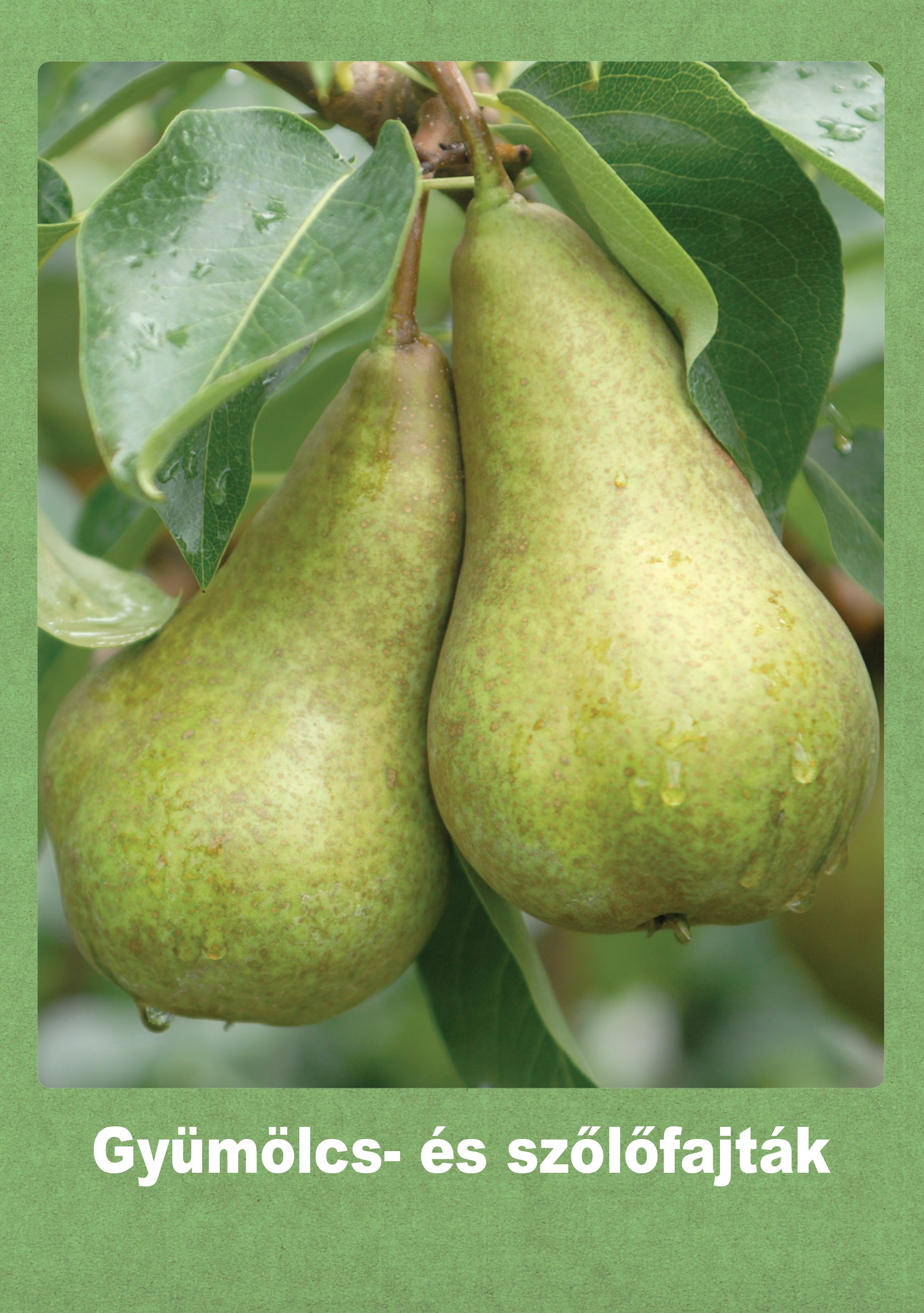 Gyümölcs- és szőlőfajták