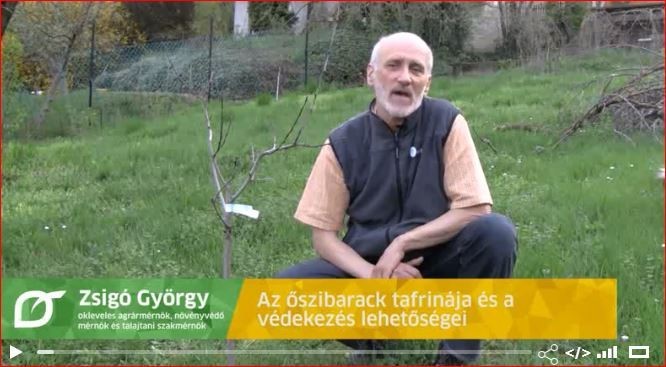 Az őszibarack tafrinája és a védekezés lehetőségei 2018 - Zsigó György
