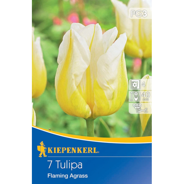 Flower bulb Tulip Flaming Agrass Kiepenkerl 7 pcs