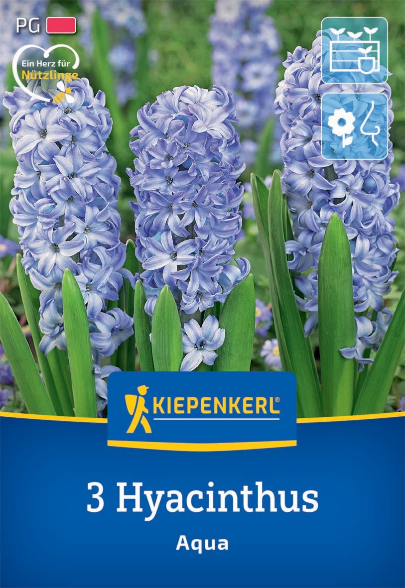 Flower bulbs Jasmine Aqua Kiepenkerl 3 pcs