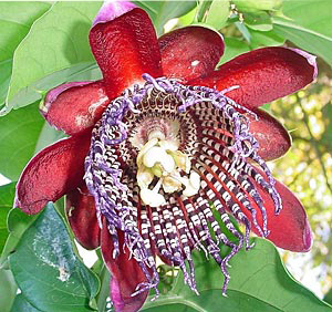 Óriás golgotavirág (Passiflora quadrangularis) 5 szem