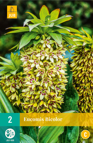 Bulb Eucomis Bicolor (Lily of the Valley) 2 pieces JUB