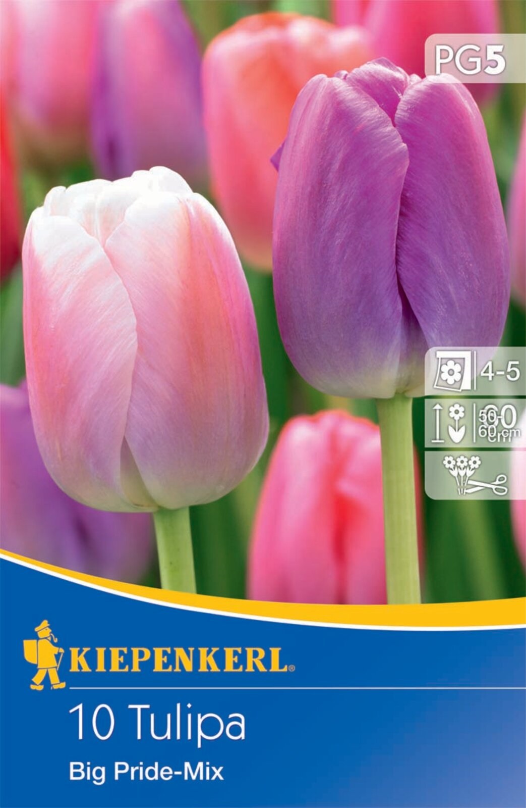 Bulb Tulip Darwin-hybrid,Big Pride Mix 10 pcs Kiepenkerl