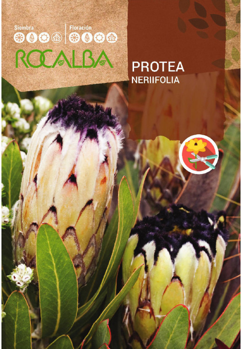 Sugar Bush Nerifolia ( Protea nerifolia) 6 seeds