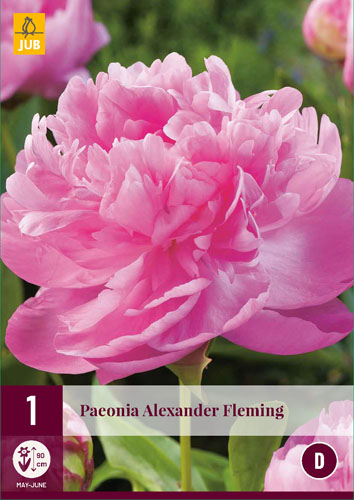 Évelő Paeonia Alexander Fleming (Bazsarózsa) 1 db JUB