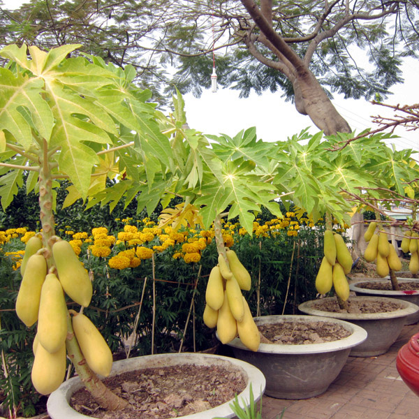 Papaya (Carica Papaya) 5 szem