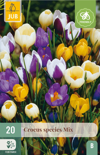 Virághagyma Krókusz Species Mix 20 db JUB