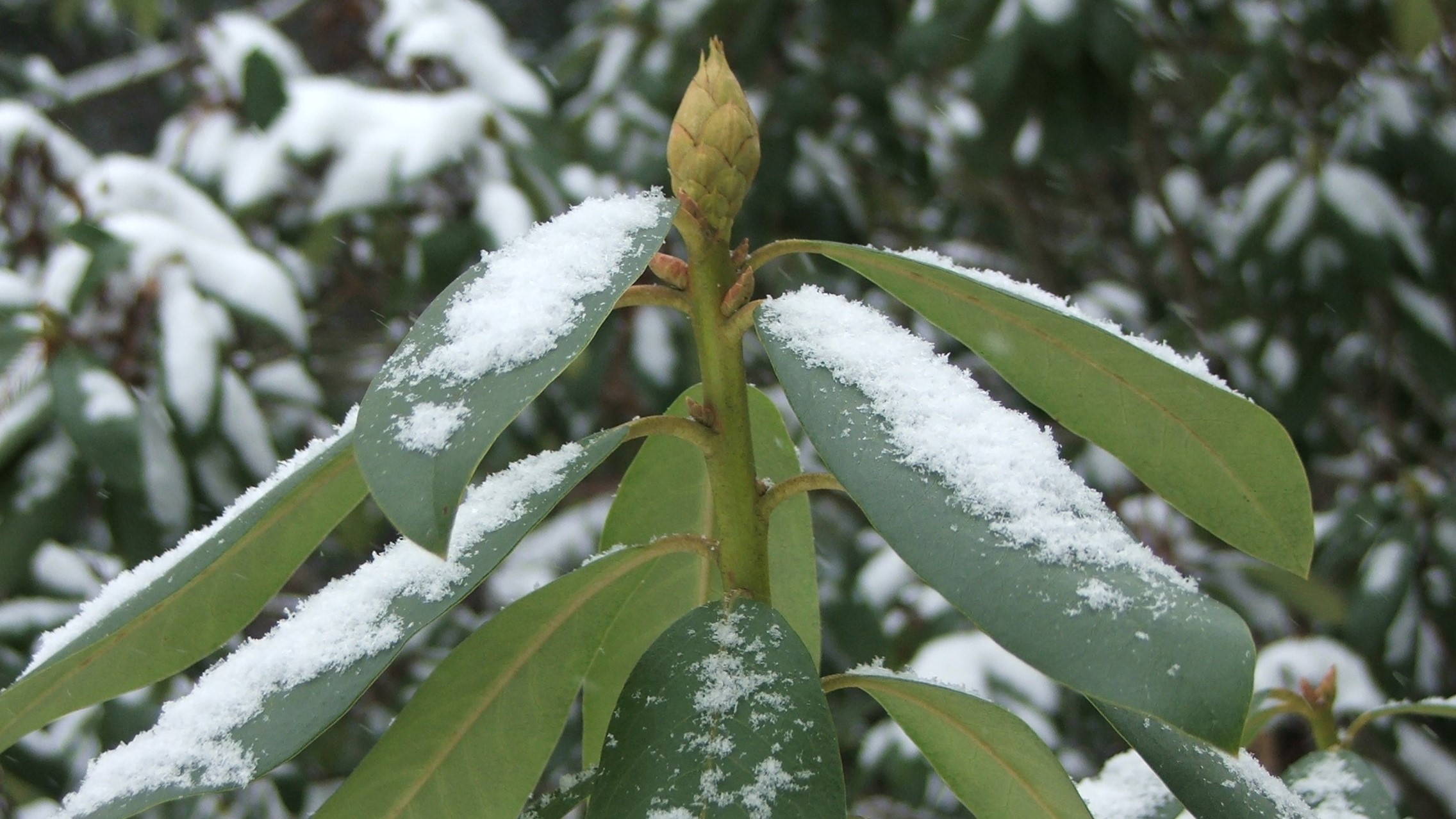 Hogyan készítsük fel örökzöld és mediterrán növényeinket a télre?