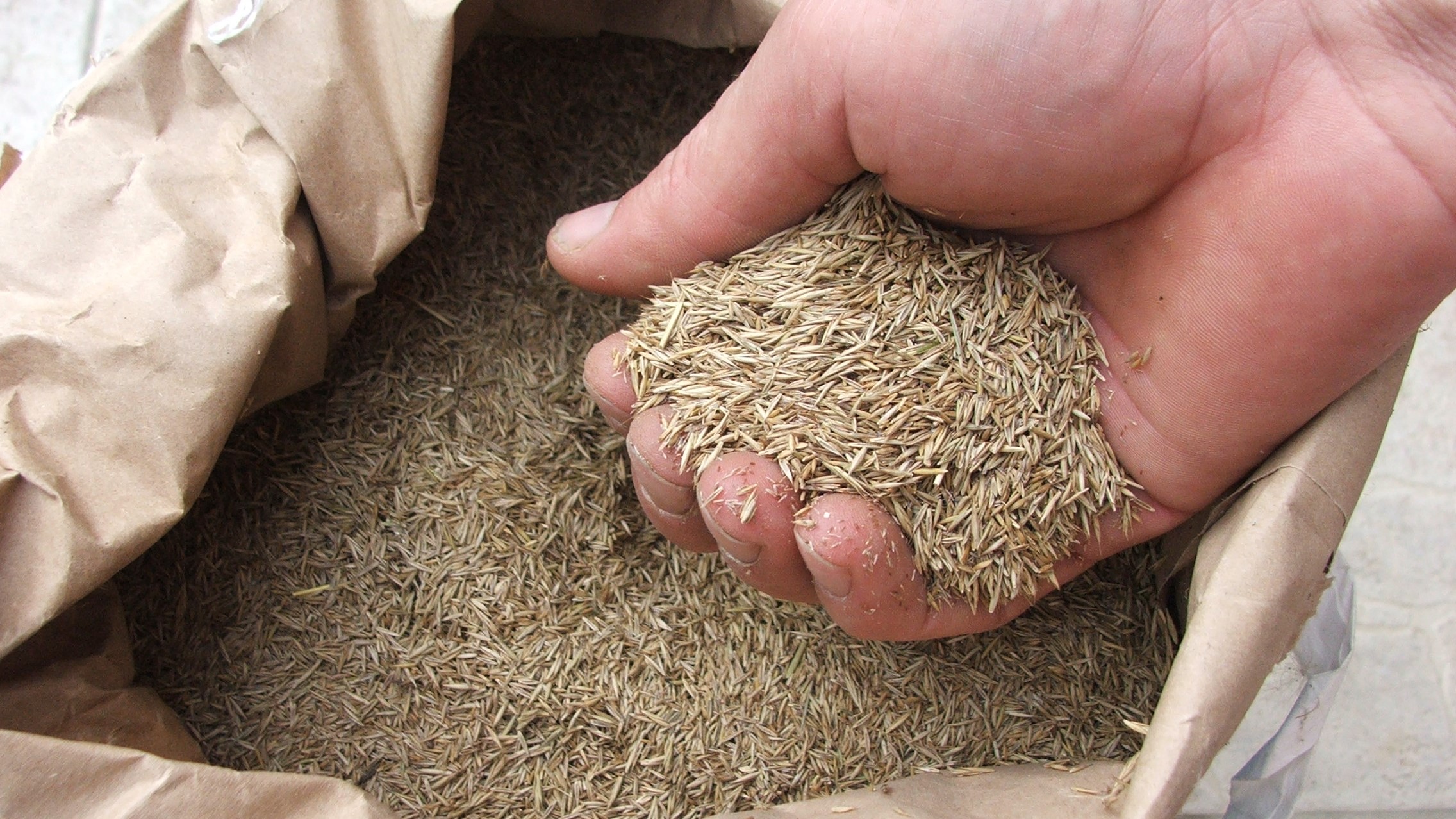 Miért az ősz a legjobb időszak a gyep vetésére?