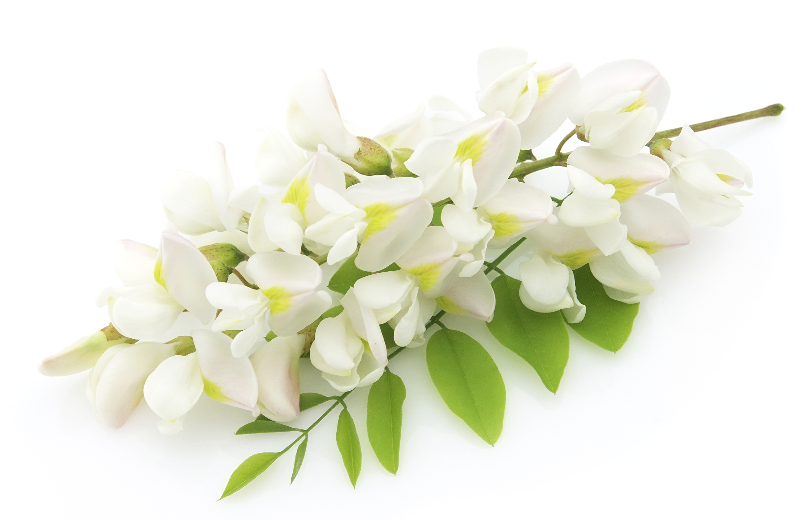 Az akácról tárgyilagosan