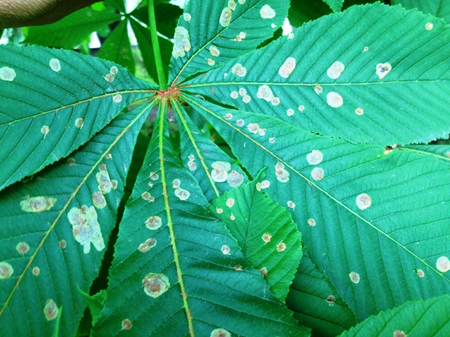 Időszerű növényvédelmi teendők a közterületeken