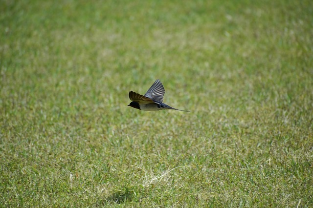 A forró nyarakon is lehet egészséges a gyep