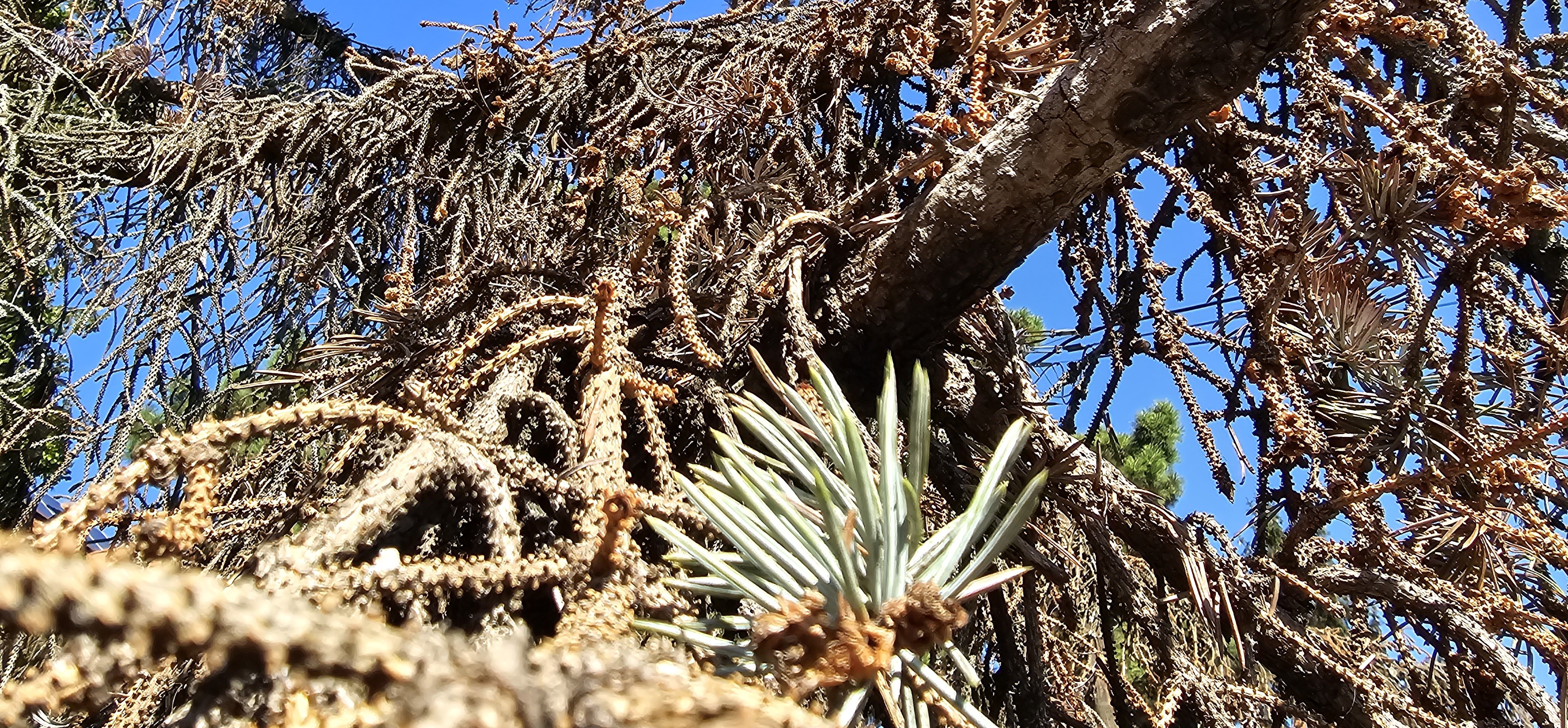 2023. évi 21. növényvédelmi felhívás – Zsigó György