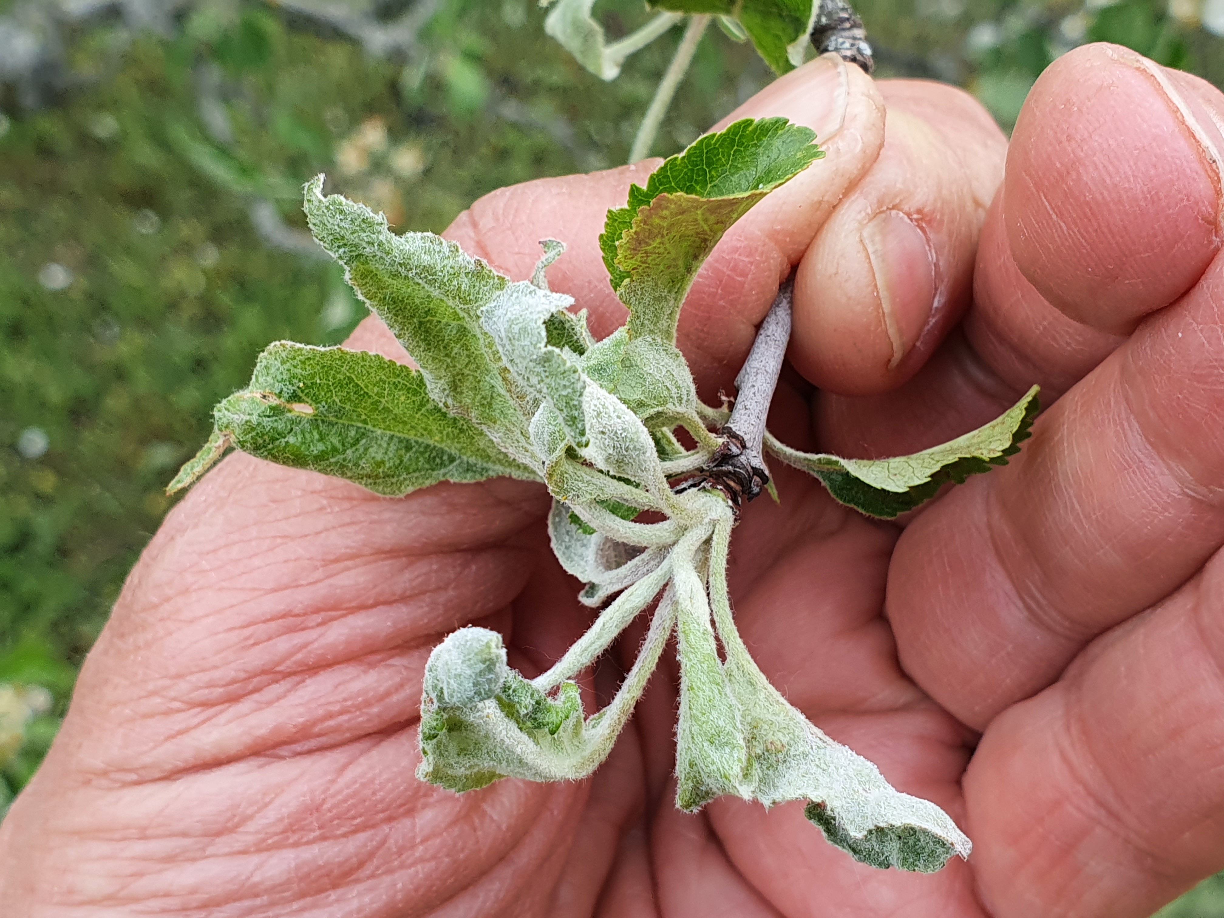 2022. évi 6. növényvédelmi felhívás – Zsigó György