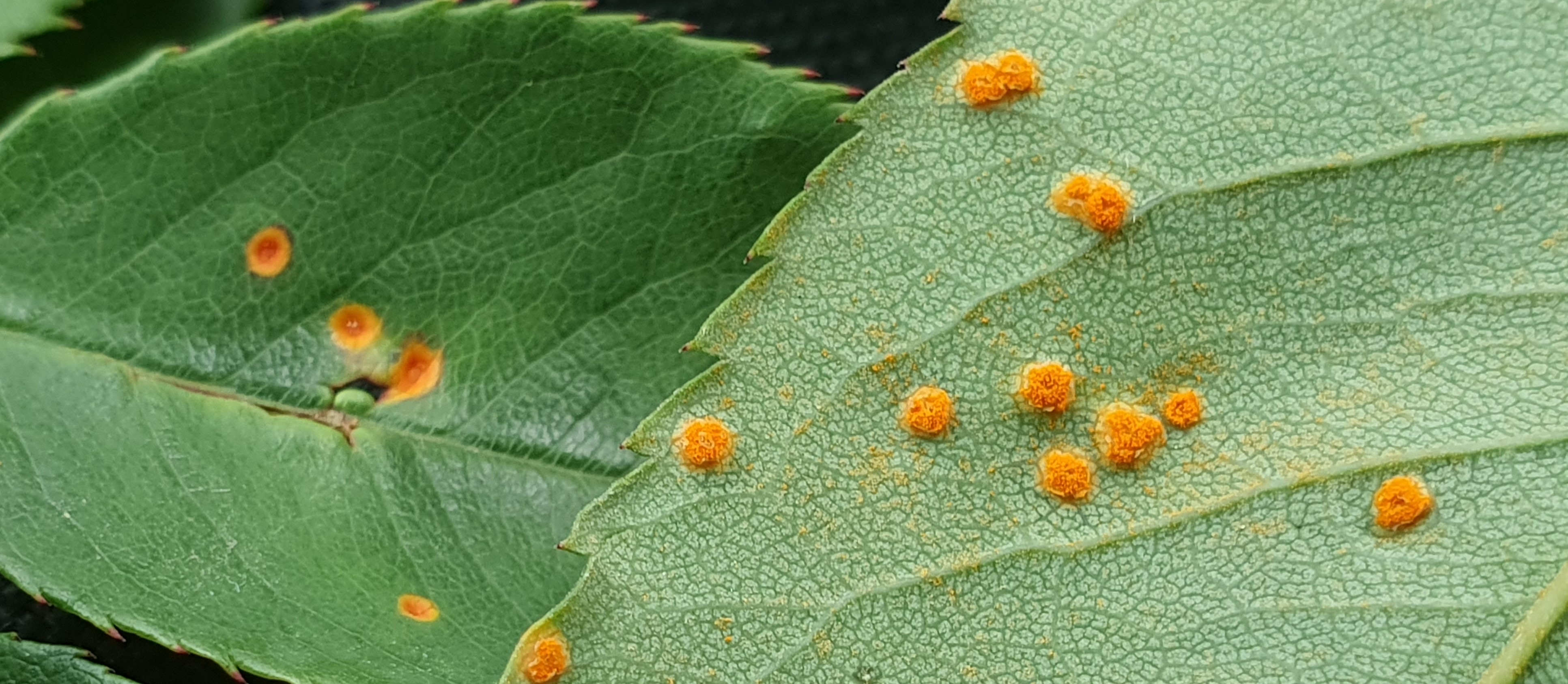 2023. évi 9. növényvédelmi felhívás – Zsigó György