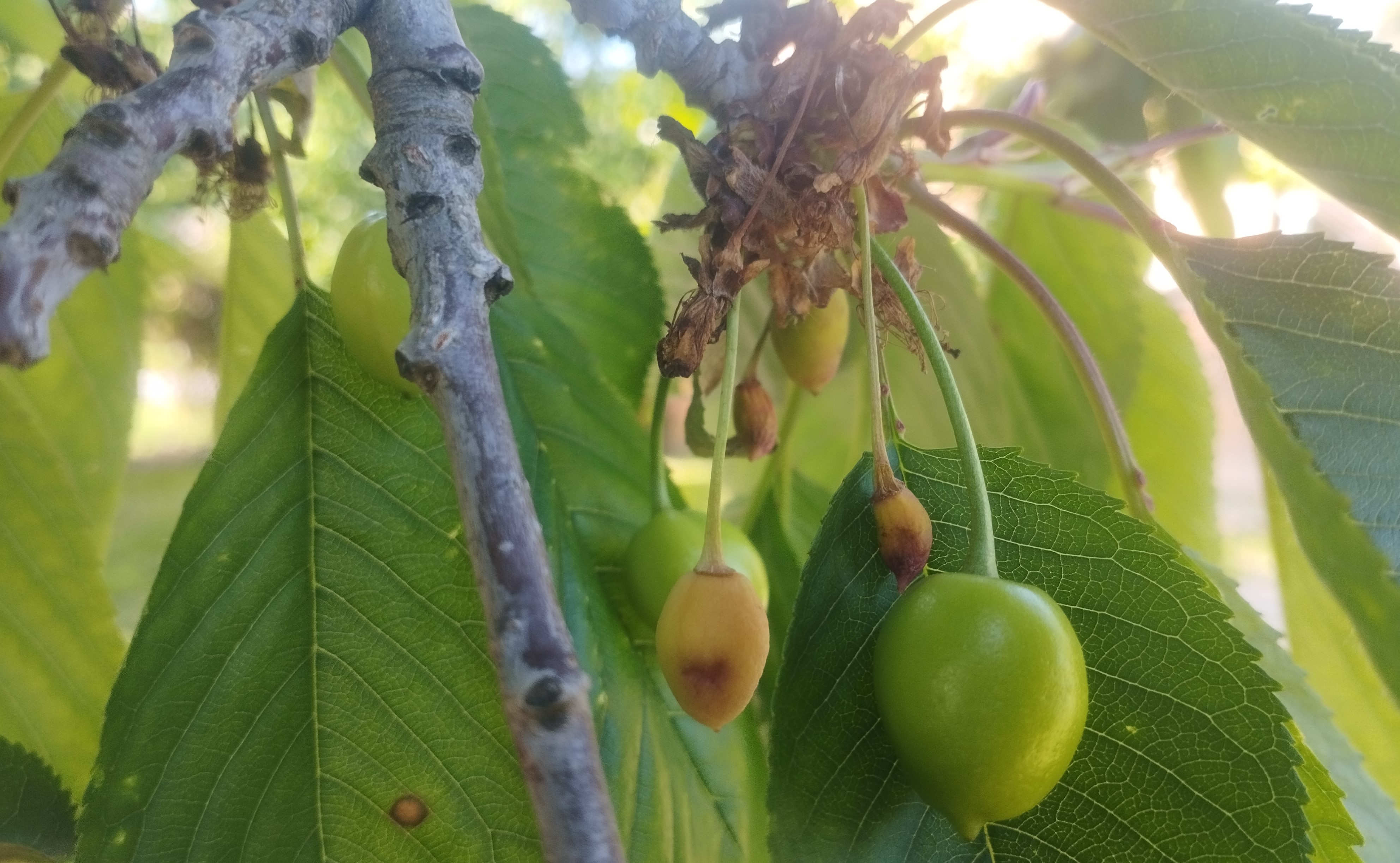 Növényvédelmi teendők – 2023. május 4. hét