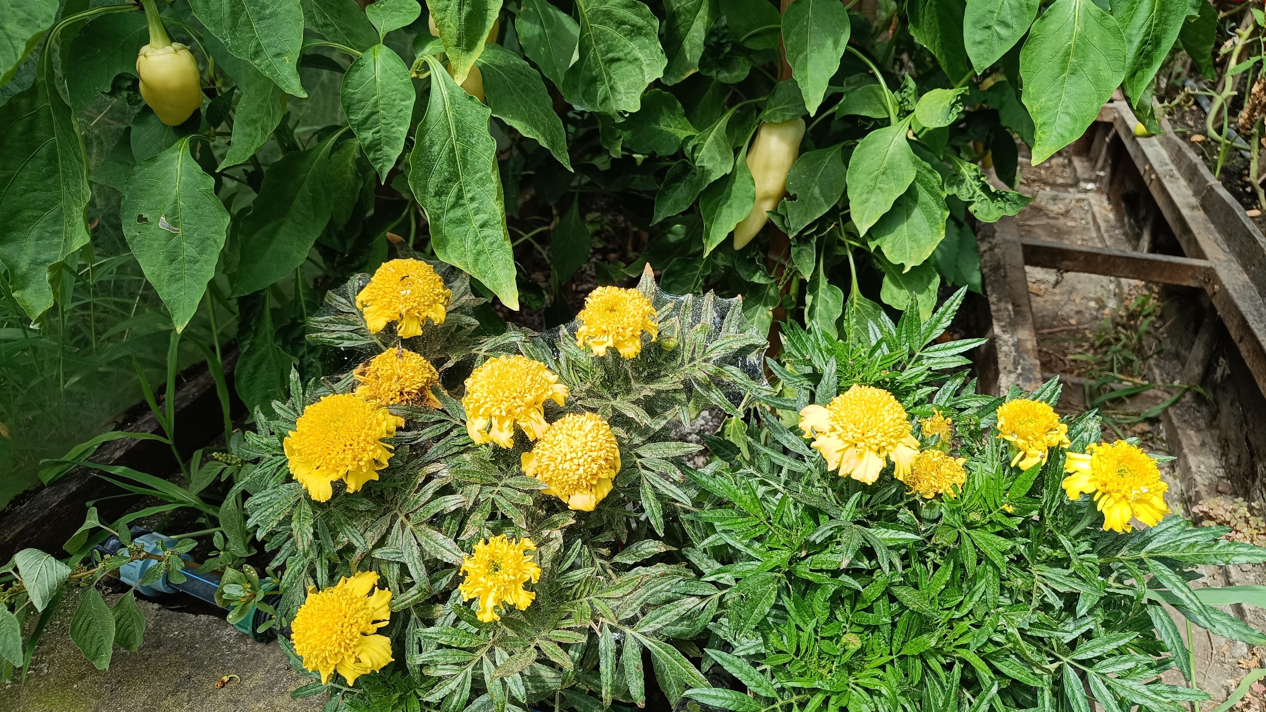 Ezek a növények messze űzik a kártevőket