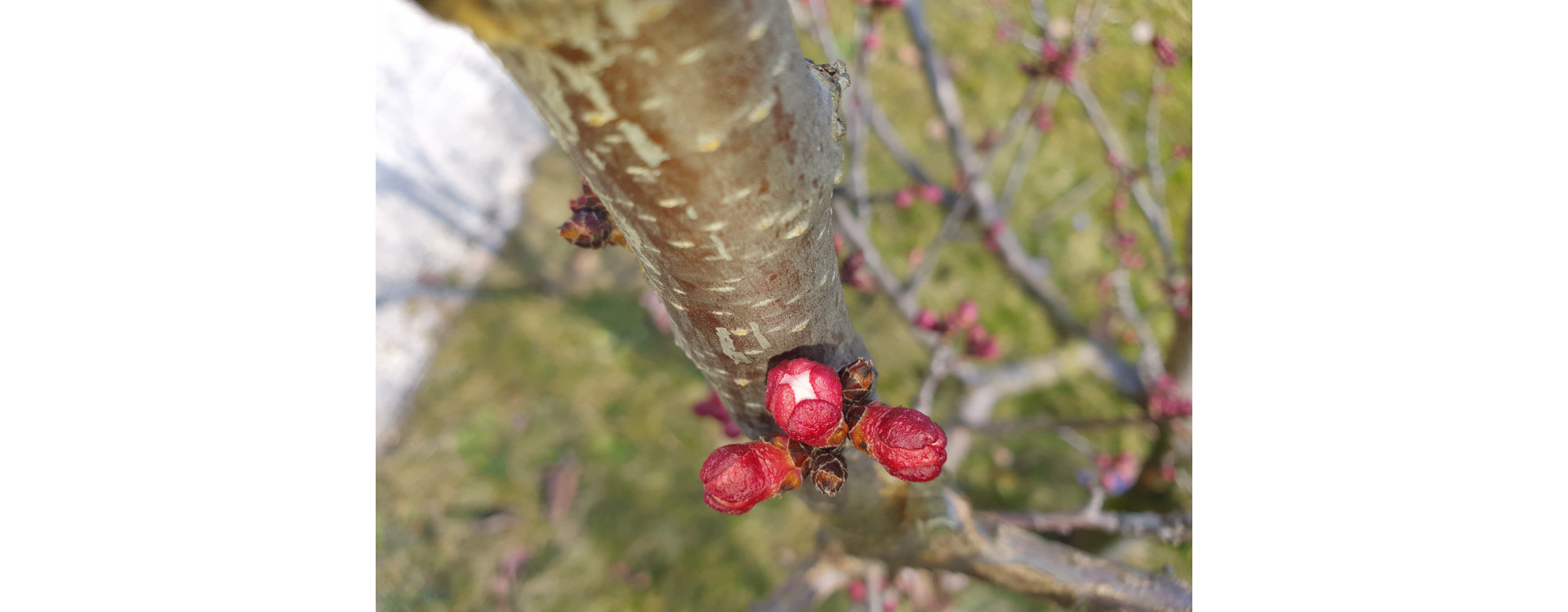 2021. évi 4. növényvédelmi felhívás – Zsigó György