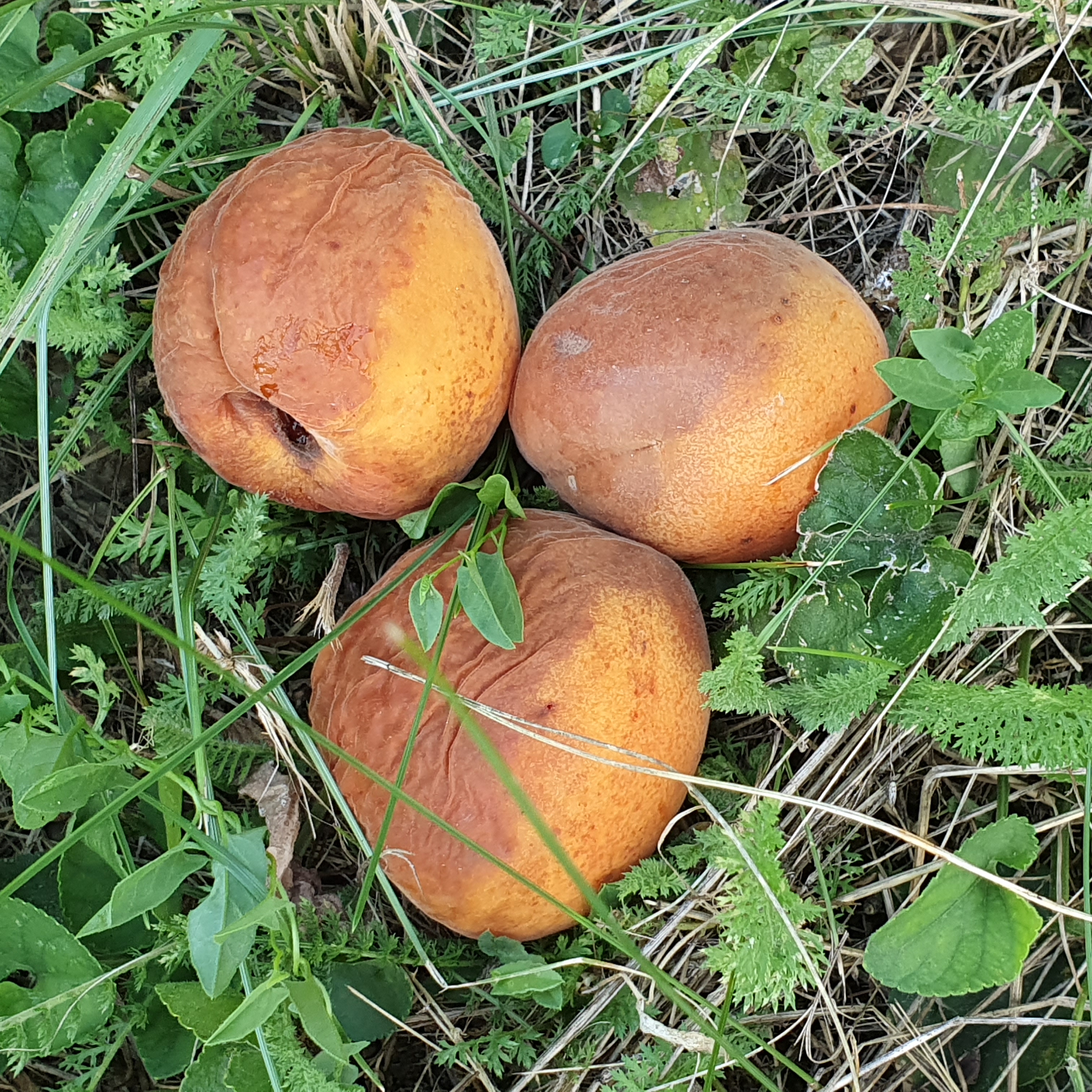 2022. évi 15. növényvédelmi felhívás – Zsigó György