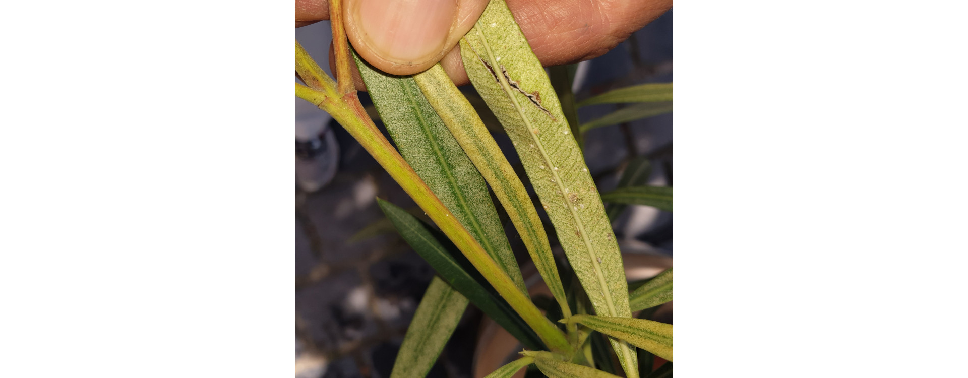 Időszerű növényvédelmi teendők a közterületeken 2019/10