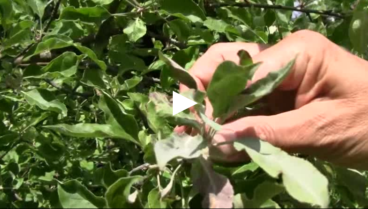 Alma: Várhatóan erős lisztharmat fertőzéssel kell szembenézzünk