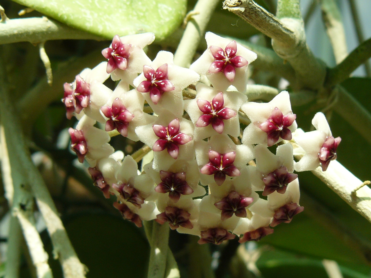 A szobanövények teleltetéséről