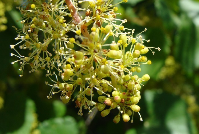 Növényvédelmi teendők – 2018. május 26.-június 1.