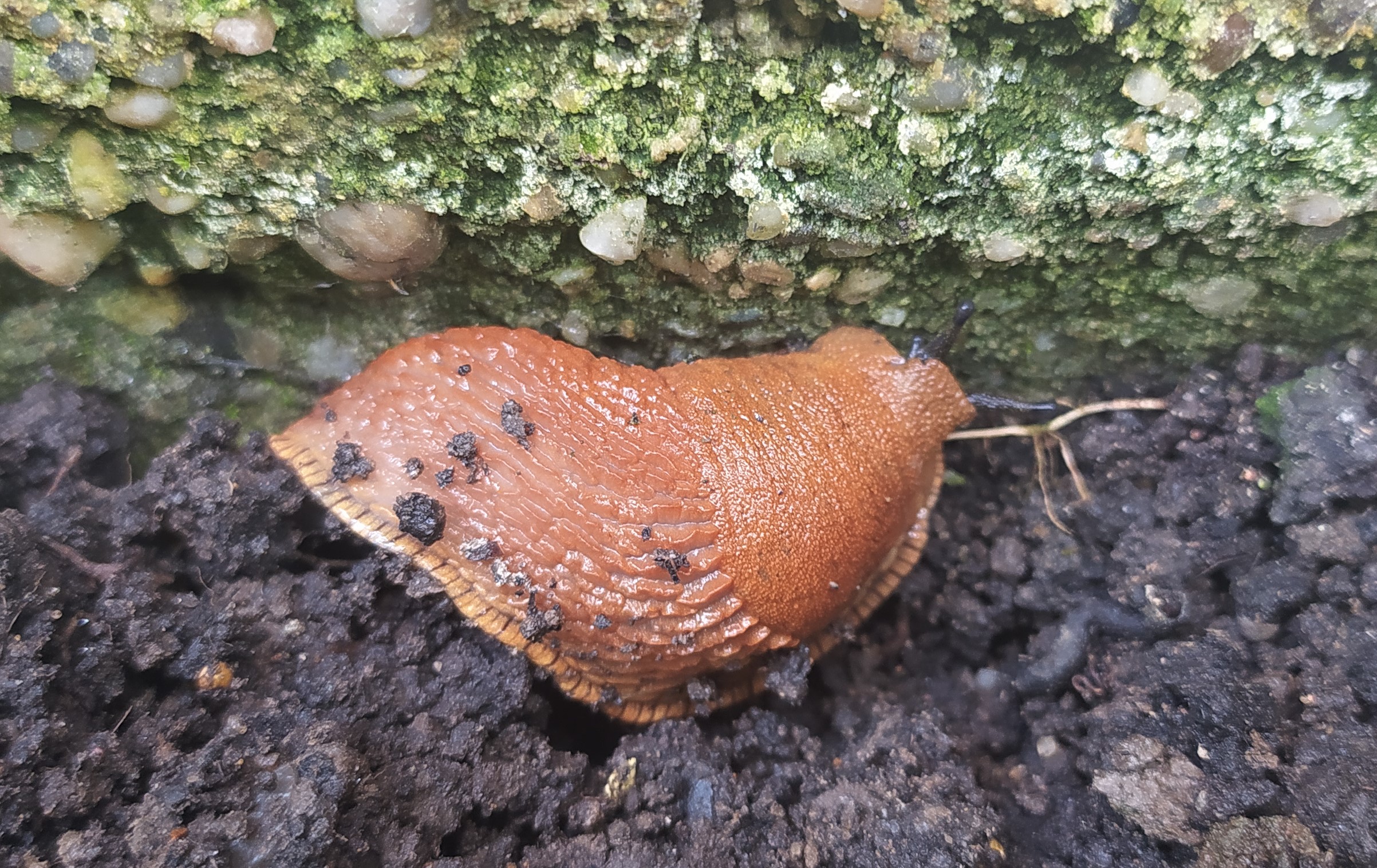 Növényvédelmi teendők – 2022. aug. 26.- szept. 1