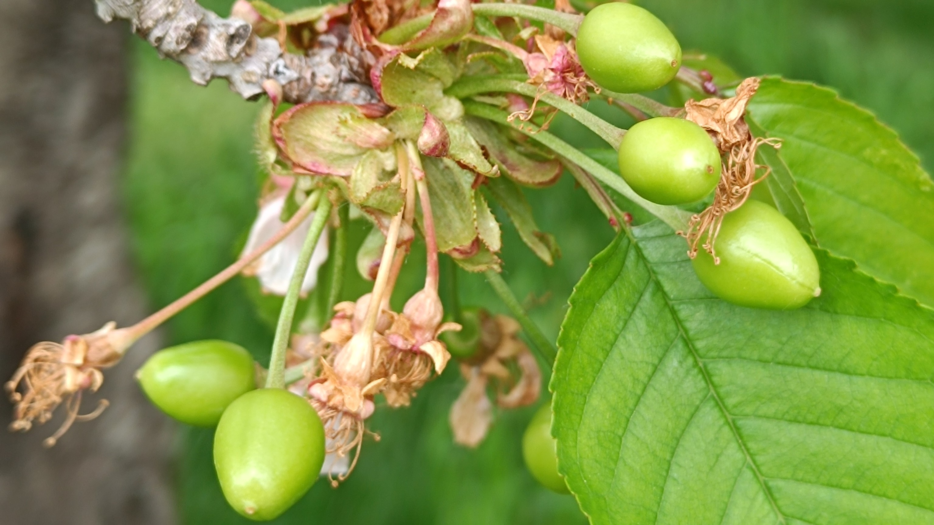 A cseresznyelégy elleni sikeres védekezés alapjai