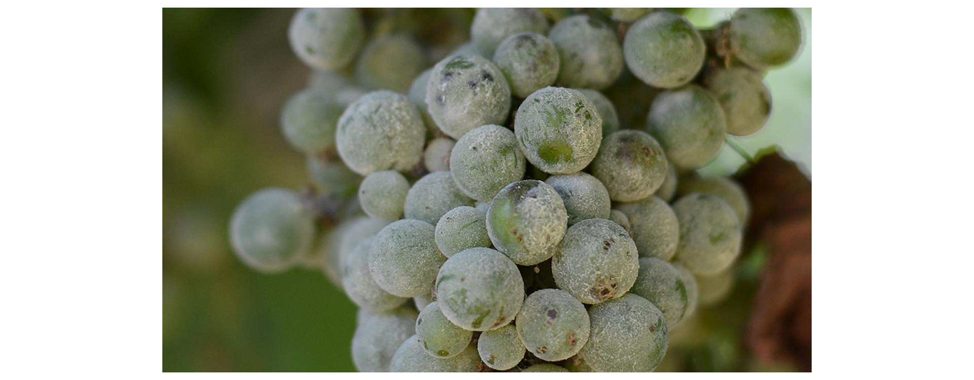 Növényvédelmi teendők – 2019. augusztus 8-14.