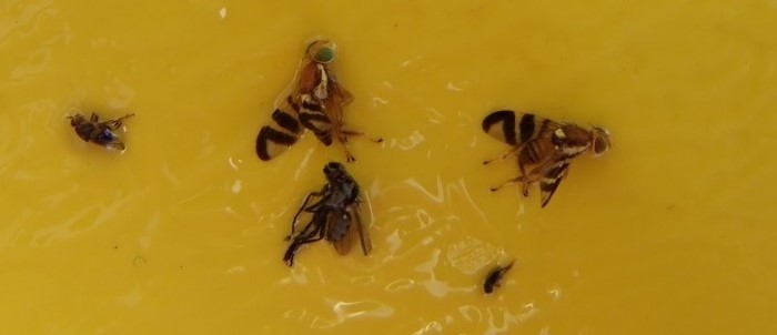 Gyümölcskártevők országos csapdázási adatai – 2024