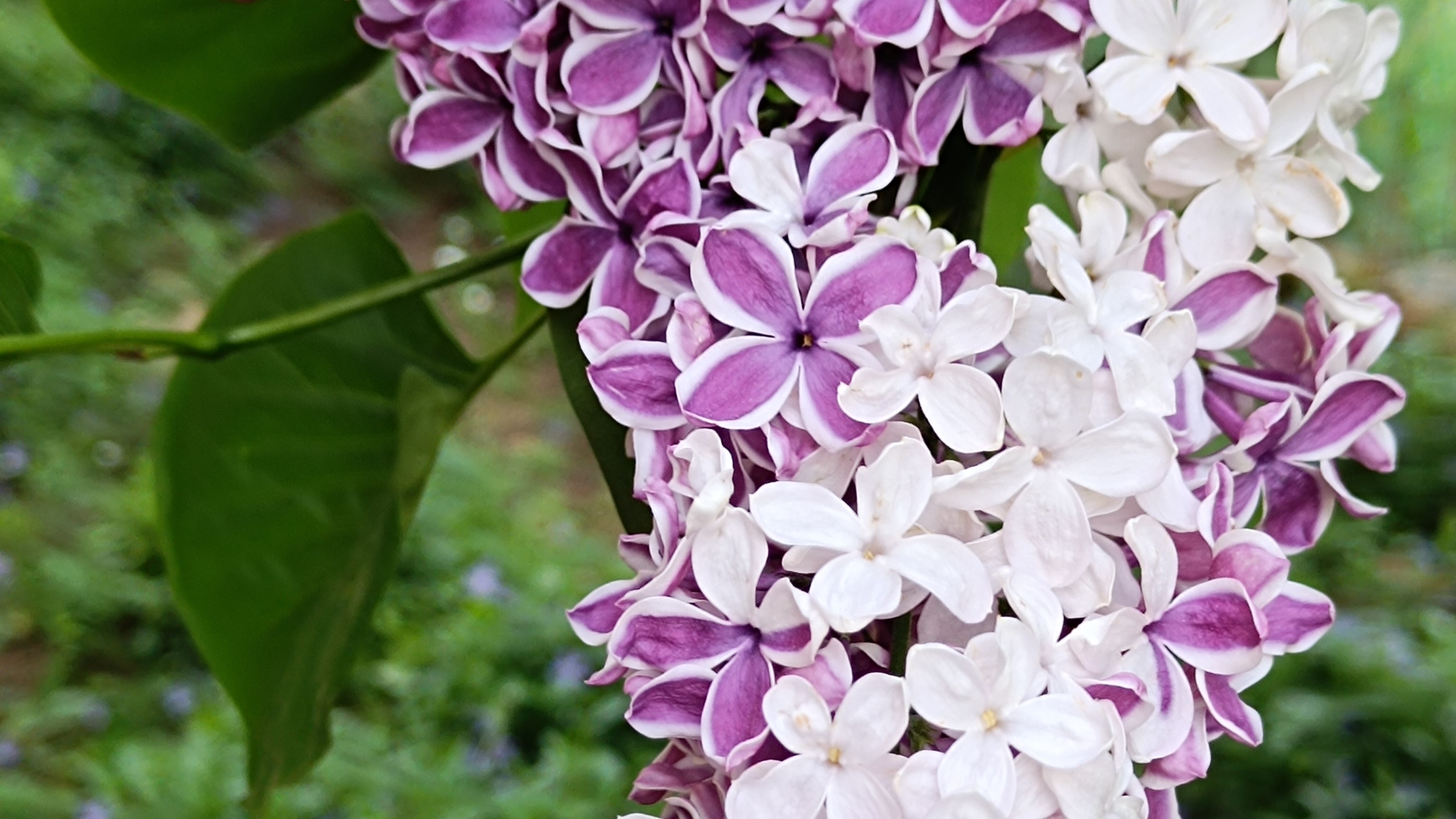 Növényvédelmi teendők – 2024. május 5. hét