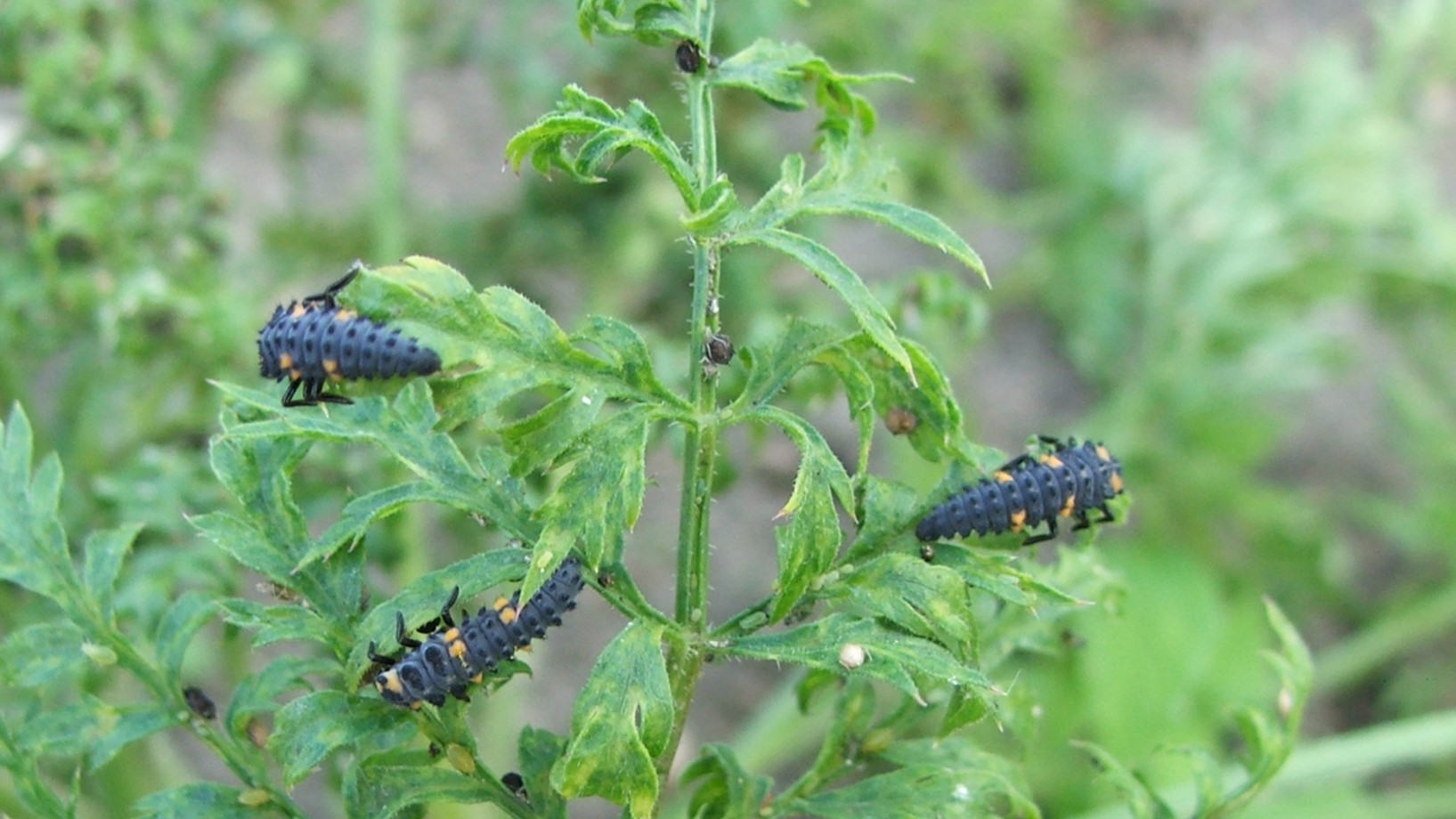 Bürokrácia fojtogatja a biokészítményeket