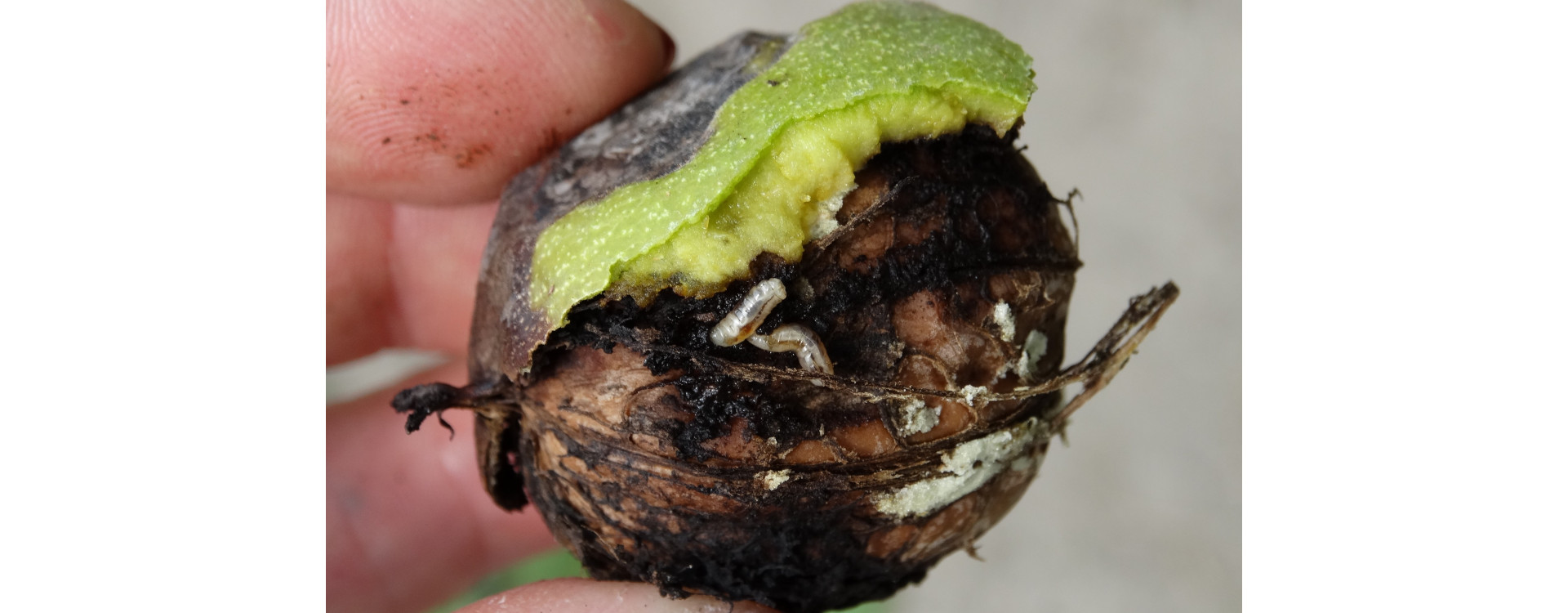 Növényvédelmi teendők – 2020. augusztus 1-7.