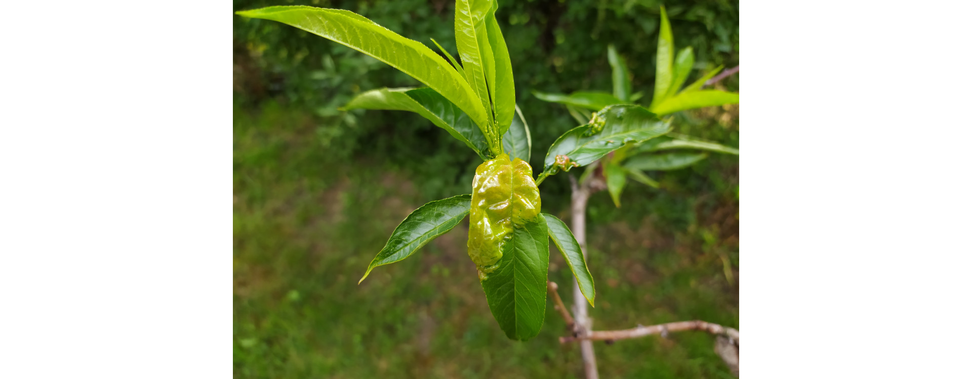 Növényvédelmi teendők –  2021. május 13-19.