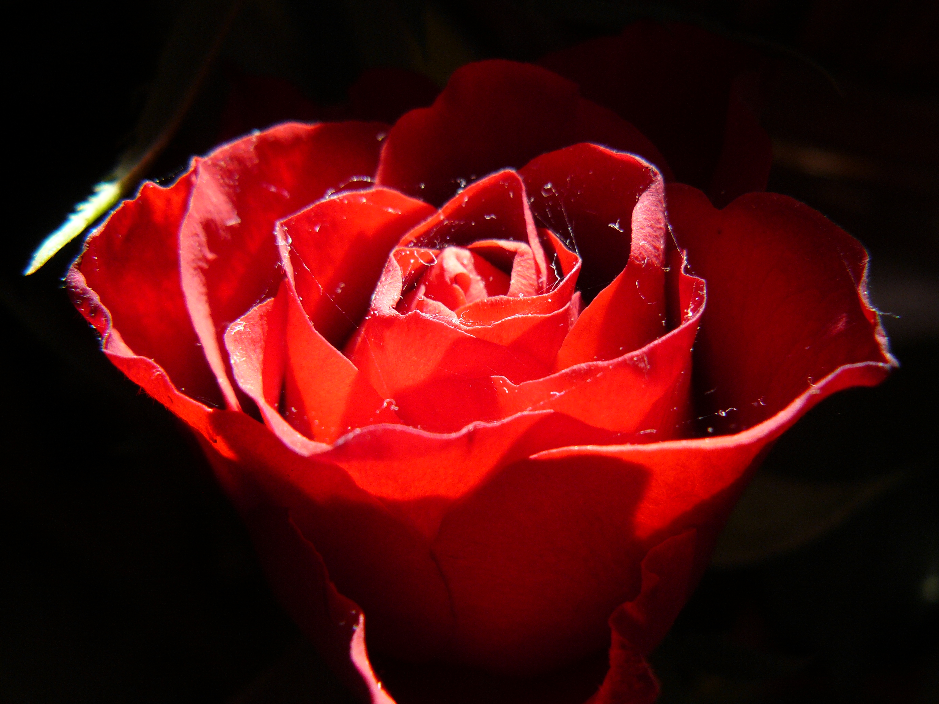 A rózsáról egy kicsit másképpen