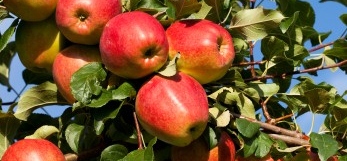 Metszés előtt ismerkedni kell az almafa rügyeivel