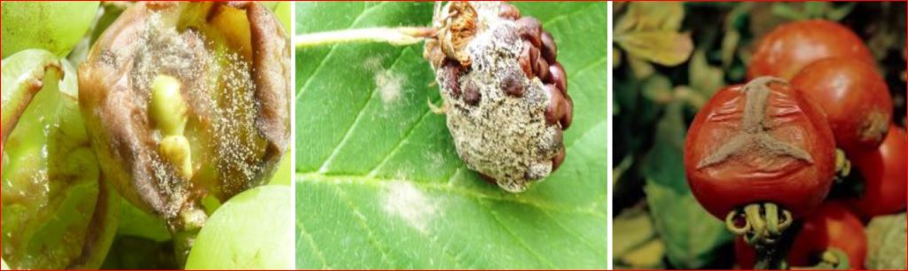 Zsigó György – Hasznos közlendők kertbarátoknak – 2016/16