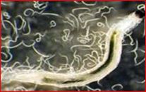 KEDVENC TALAJLAKÓ SZÖRNYECSKÉINK