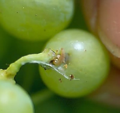 Növényvédelmi teendők – 2013. július 15-21.