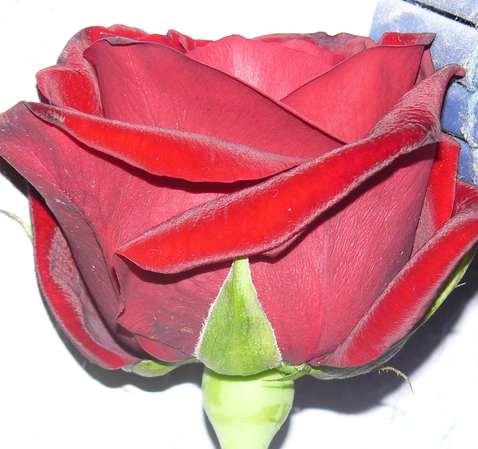 A rózsa növénybetegségei