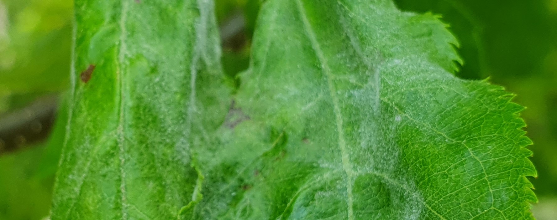 2023. évi 7. növényvédelmi felhívás – Zsigó György