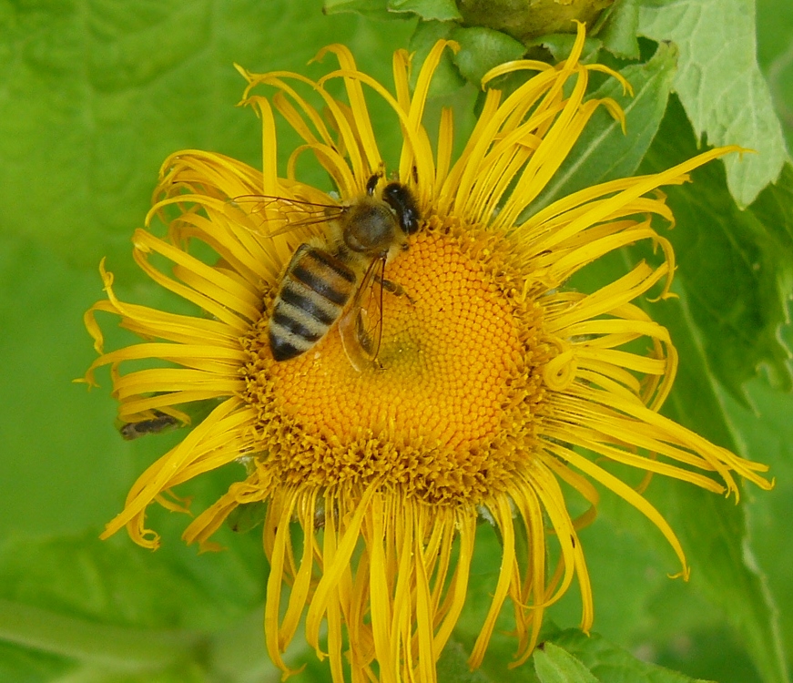 Póker Extra 80 WDG növényvédő szer visszagyűjtése