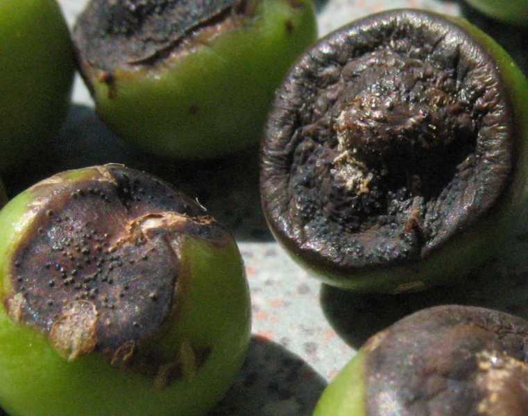 Növényvédelmi teendők – 2021.szeptember 9-15.