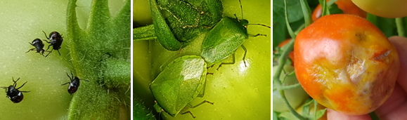 Zsigó György – Hasznos közlendők kertbarátoknak – 2018/13