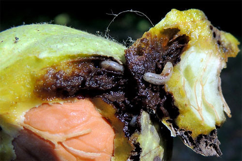 Növényvédelmi teendők – 2018. szeptember 15-21.