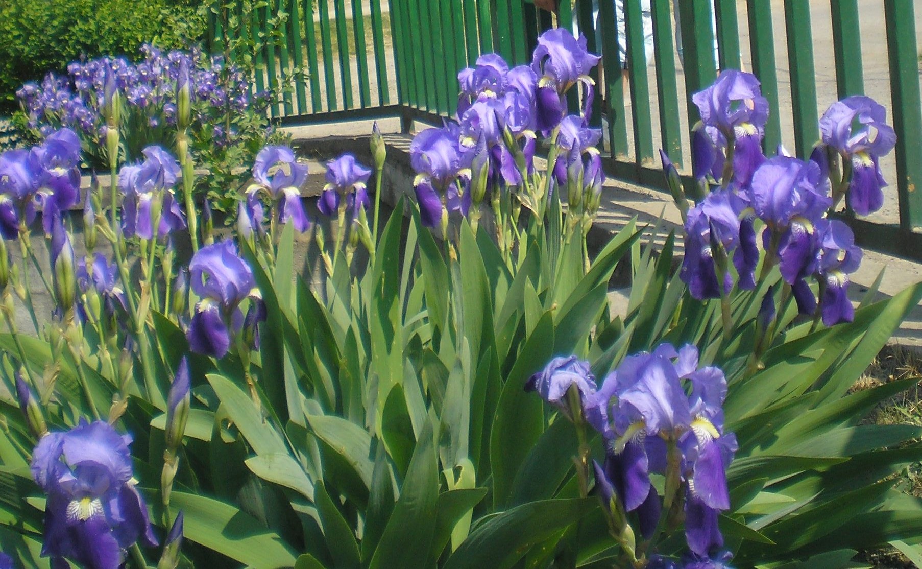 Növényvédelmi teendők – 2024. május 4. hét