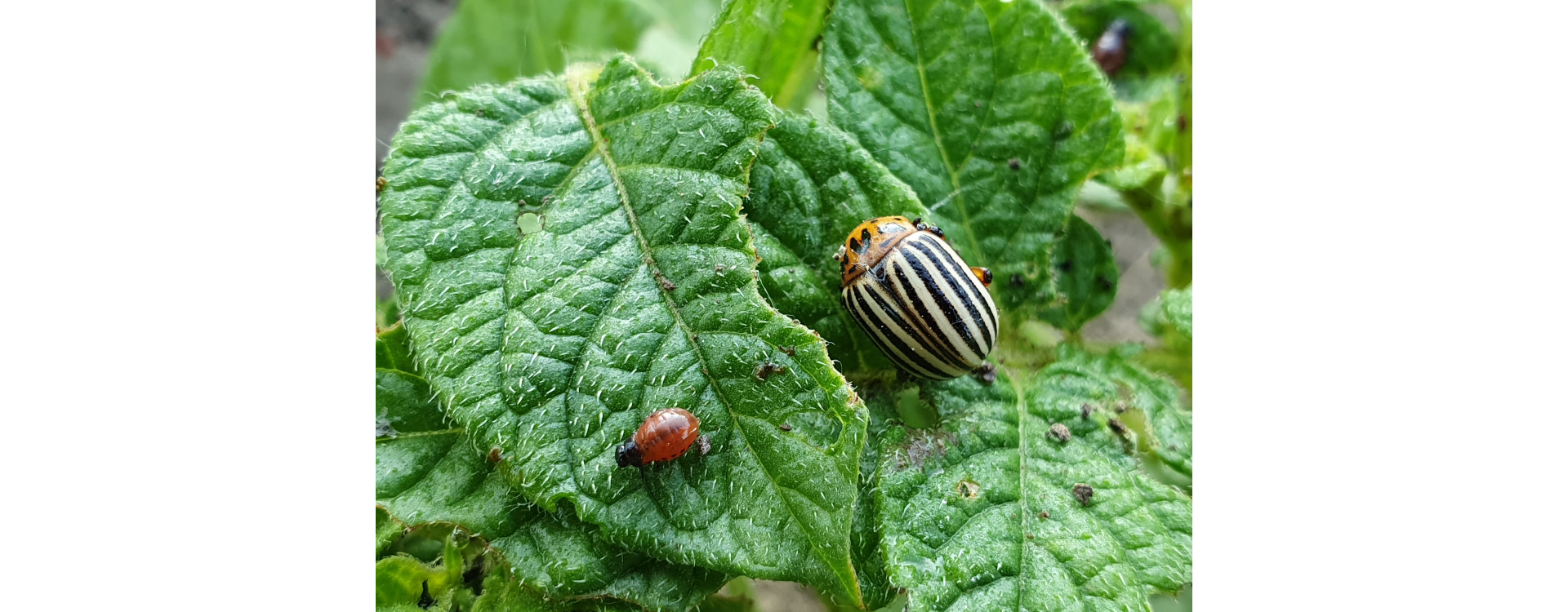 2021. évi 15. növényvédelmi felhívás – Zsigó György