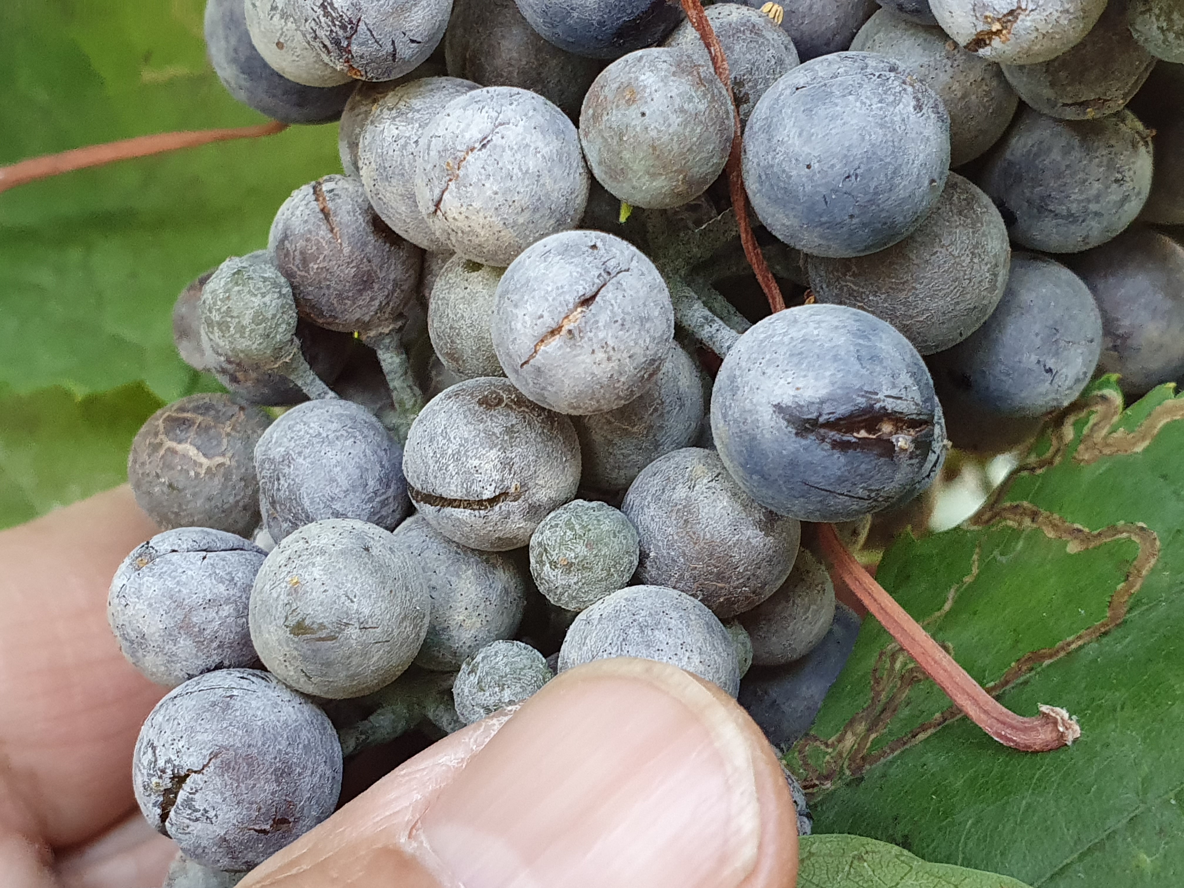 2022. évi 17. növényvédelmi felhívás – Zsigó György