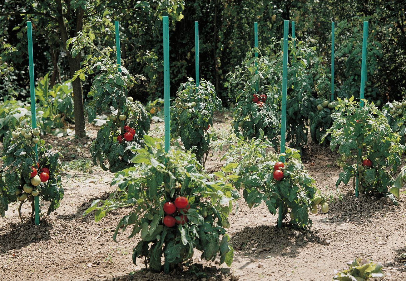 Paradicsomkaró víztartállyal.